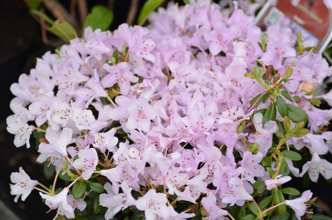 Pnink 'Snipe' - Rhododendron 'Snipe' | Zahradnictv FLOS