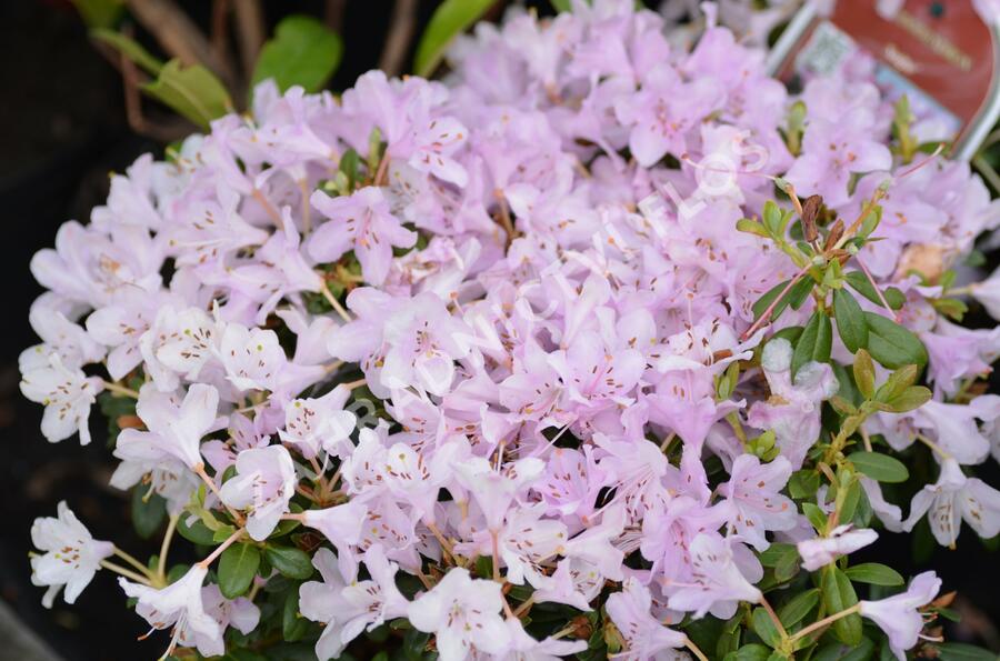 Pěnišník 'Snipe' - Rhododendron 'Snipe'