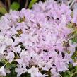 Pěnišník 'Snipe' - Rhododendron 'Snipe'
