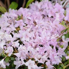 Pěnišník 'Snipe' - Rhododendron 'Snipe'