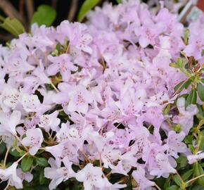 Pěnišník 'Snipe' - Rhododendron 'Snipe'