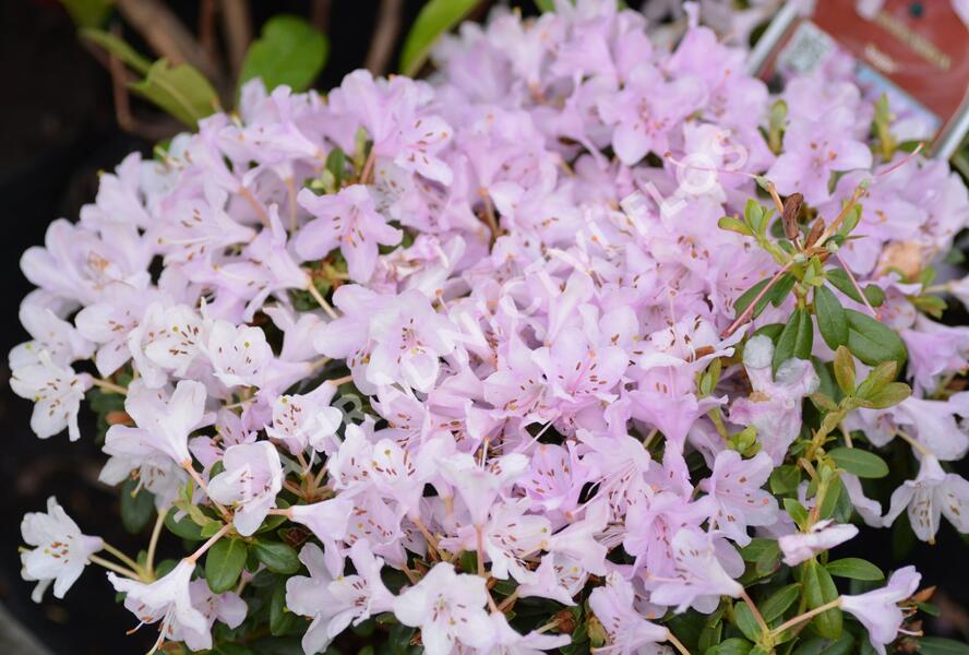 Pěnišník 'Snipe' - Rhododendron 'Snipe'