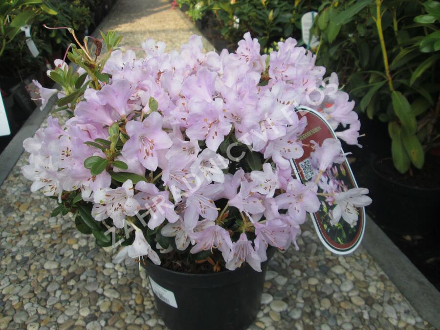 Pěnišník 'Snipe' - Rhododendron 'Snipe'