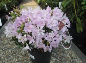 Pěnišník 'Snipe' - Rhododendron 'Snipe'