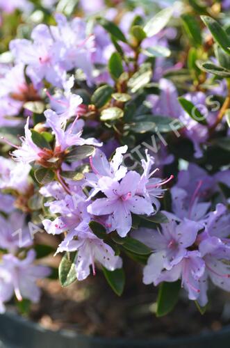 Pěnišník 'Moerheim' - Rhododendron impeditum 'Moerheim'