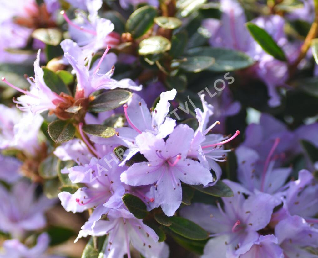 Pěnišník 'Moerheim' - Rhododendron impeditum 'Moerheim'