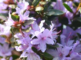 Pěnišník 'Moerheim' - Rhododendron impeditum 'Moerheim'