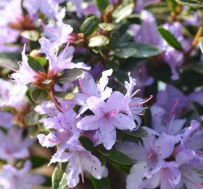 Pěnišník 'Moerheim' - Rhododendron impeditum 'Moerheim'