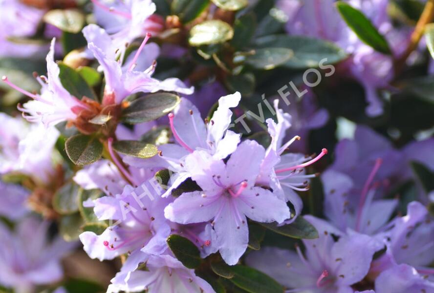 Pěnišník 'Moerheim' - Rhododendron impeditum 'Moerheim'