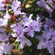 Pěnišník 'Moerheim' - Rhododendron impeditum 'Moerheim'
