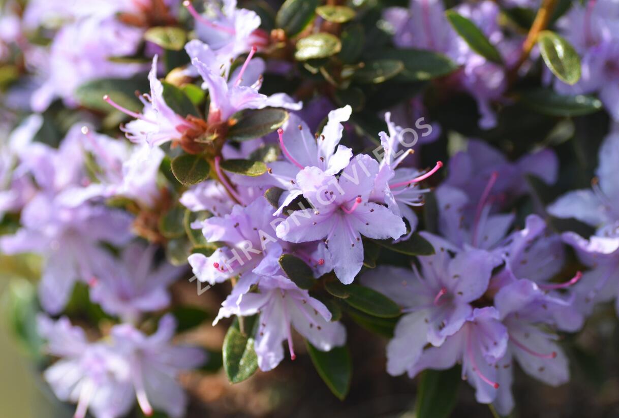 Pěnišník 'Moerheim' - Rhododendron impeditum 'Moerheim'