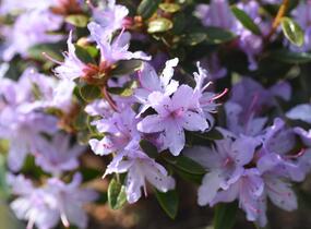 Pěnišník 'Moerheim' - Rhododendron impeditum 'Moerheim'