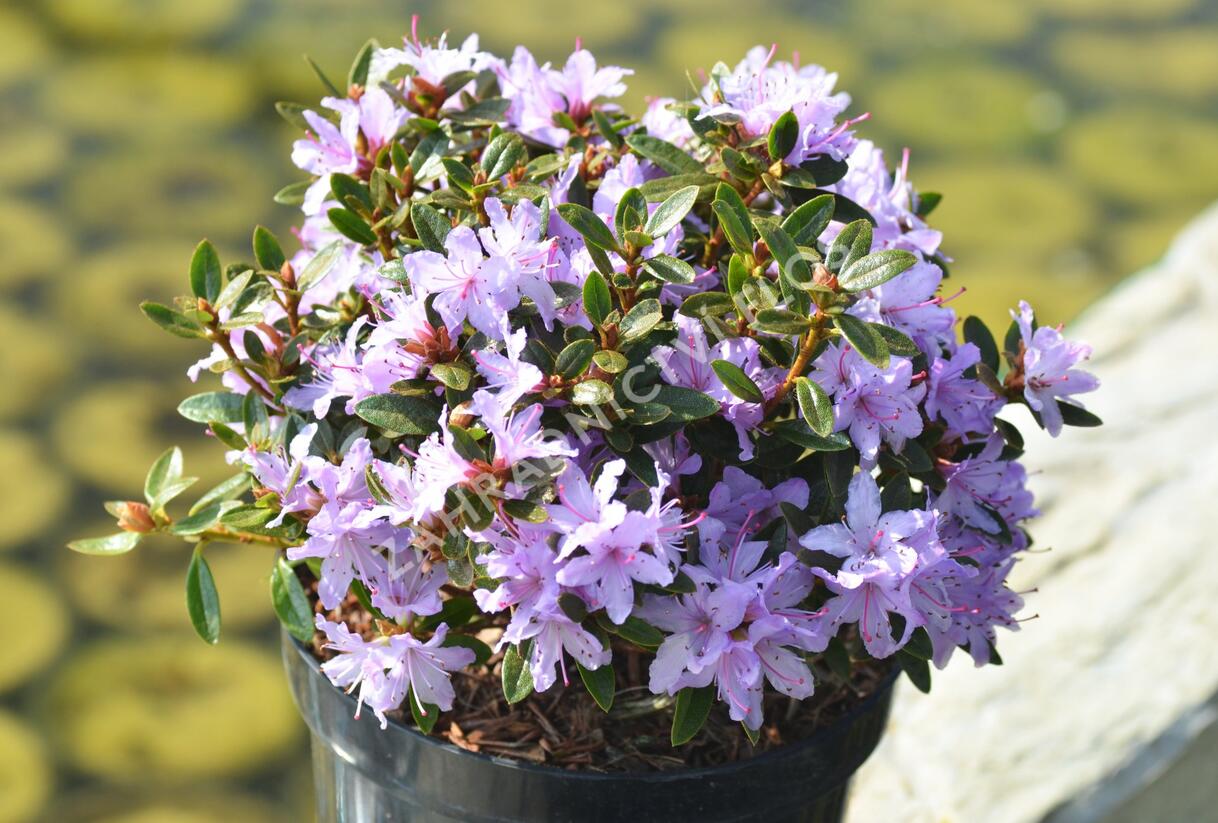 Pěnišník 'Moerheim' - Rhododendron impeditum 'Moerheim'