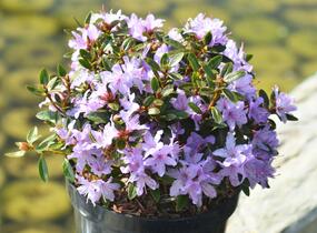 Pěnišník 'Moerheim' - Rhododendron impeditum 'Moerheim'