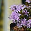 Pěnišník 'Moerheim' - Rhododendron impeditum 'Moerheim'