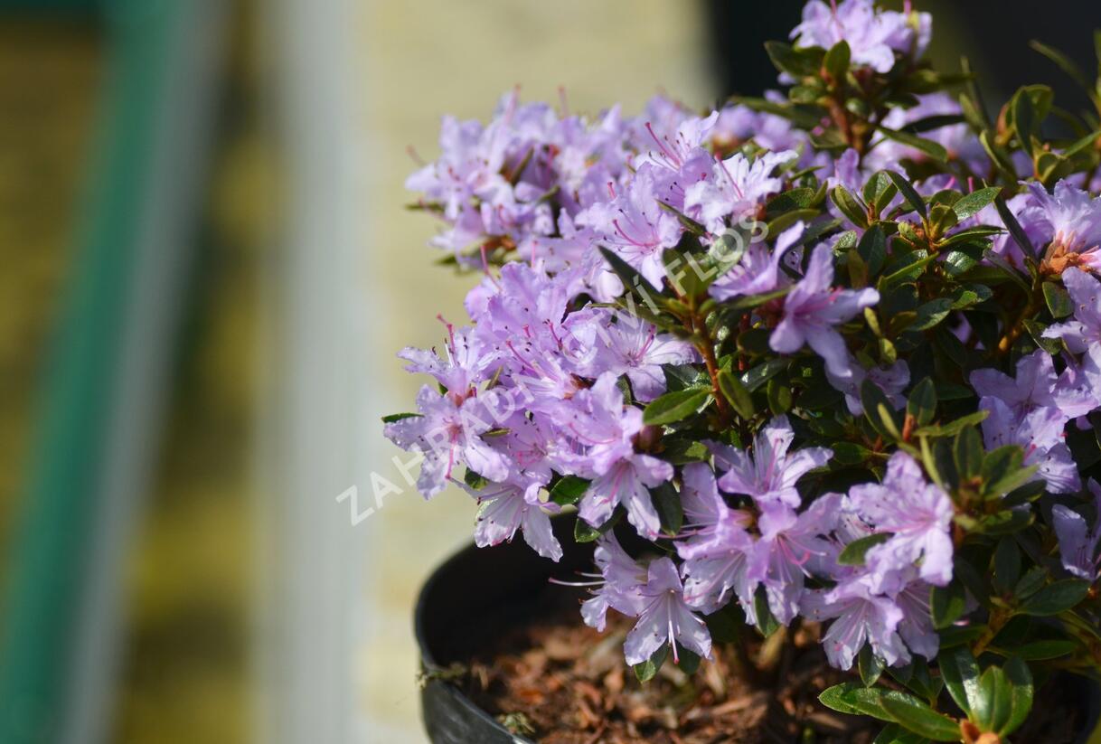 Pěnišník 'Moerheim' - Rhododendron impeditum 'Moerheim'