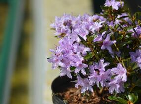 Pěnišník 'Moerheim' - Rhododendron impeditum 'Moerheim'