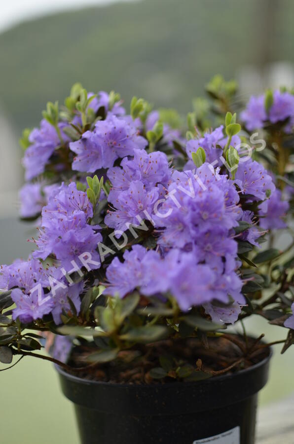 Pěnišník 'Lavendula' - Rhododendron 'Lavendula'