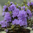 Pěnišník 'Lavendula' - Rhododendron 'Lavendula'