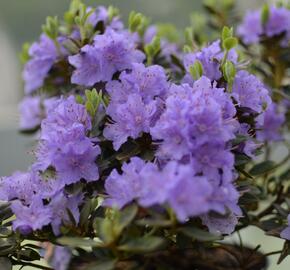 Pěnišník 'Lavendula' - Rhododendron 'Lavendula'