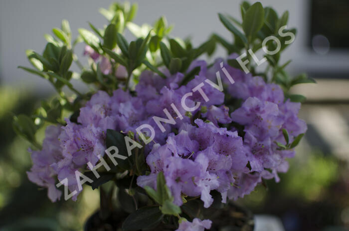 Pěnišník 'Lavendula' - Rhododendron 'Lavendula'