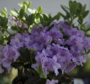 Pěnišník 'Lavendula' - Rhododendron 'Lavendula'