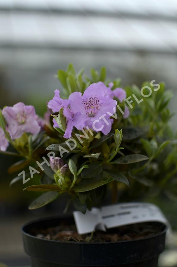 Pěnišník 'Lavendula' - Rhododendron 'Lavendula'