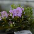 Pěnišník 'Lavendula' - Rhododendron 'Lavendula'