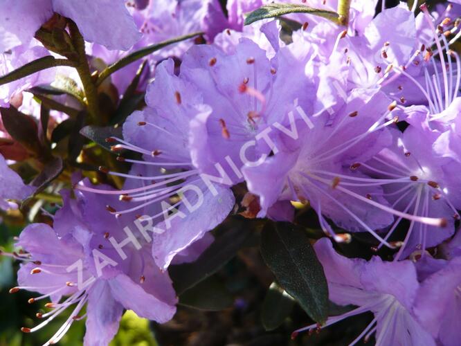 Pěnišník 'Blumeria' - Rhododendron 'Blumeria'