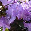 Pěnišník 'Blumeria' - Rhododendron 'Blumeria'
