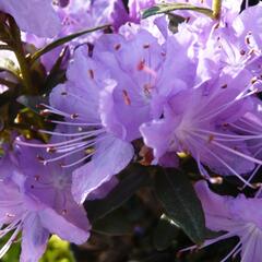 Pěnišník 'Blumeria' - Rhododendron 'Blumeria'