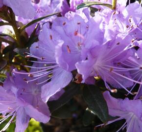 Pěnišník 'Blumeria' - Rhododendron 'Blumeria'