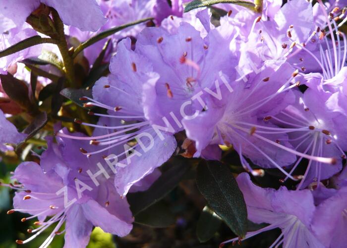 Pěnišník 'Blumeria' - Rhododendron 'Blumeria'