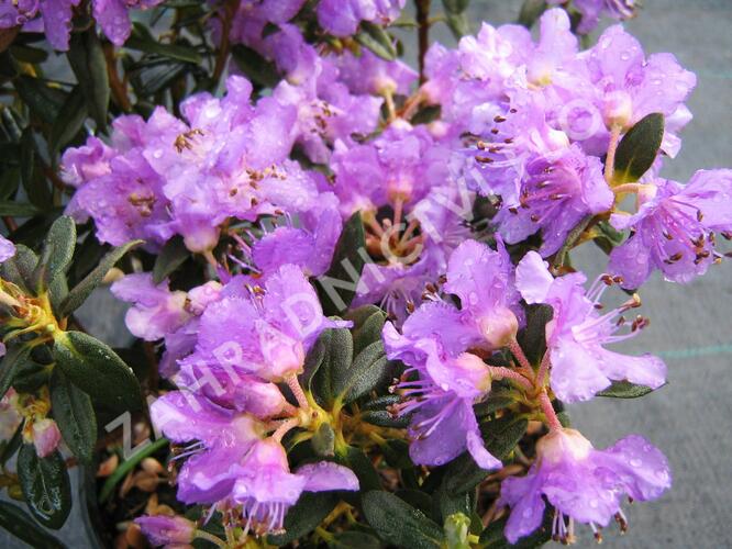 Pěnišník rozprostřený 'Azurella' - Rhododendron 'Azurella'