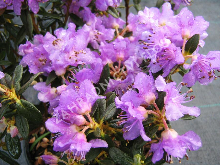 Pěnišník rozprostřený 'Azurella' - Rhododendron 'Azurella'