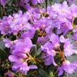 Pěnišník rozprostřený 'Azurella' - Rhododendron 'Azurella'