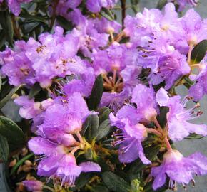 Pěnišník rozprostřený 'Azurella' - Rhododendron 'Azurella'
