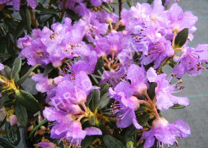 Pěnišník rozprostřený 'Azurella' - Rhododendron 'Azurella'