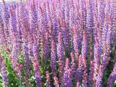 Šalvěj hajní 'Ostfriesland' - Salvia nemorosa 'Ostfriesland'