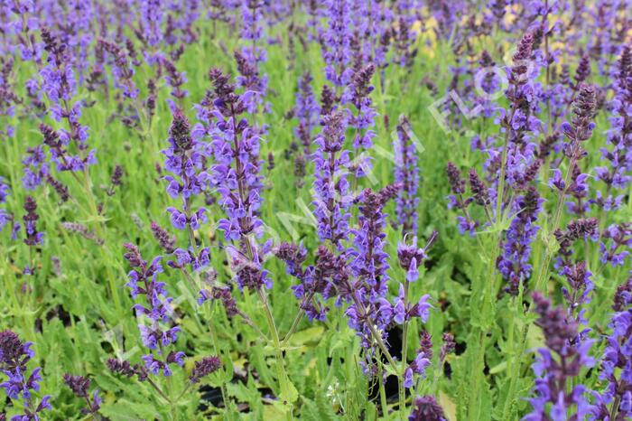 Šalvěj hajní 'Mainacht' - Salvia nemorosa 'Mainacht'