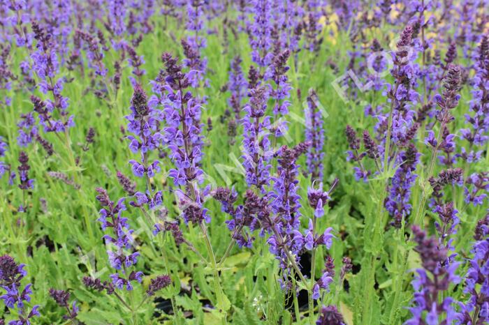 Šalvěj hajní 'Mainacht' - Salvia nemorosa 'Mainacht'