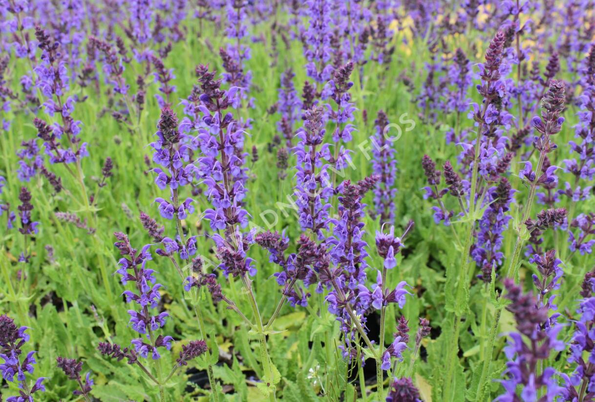 Šalvěj hajní 'Mainacht' - Salvia nemorosa 'Mainacht'