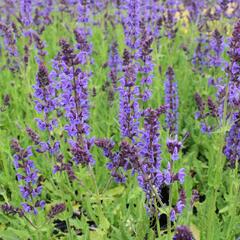 Šalvěj hajní 'Mainacht' - Salvia nemorosa 'Mainacht'