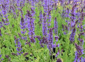 Šalvěj hajní 'Mainacht' - Salvia nemorosa 'Mainacht'