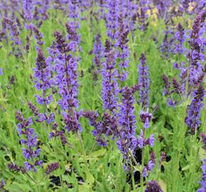 Šalvěj hajní 'Mainacht' - Salvia nemorosa 'Mainacht'