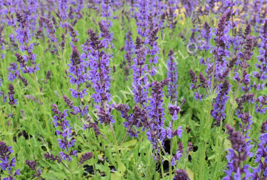 Šalvěj hajní 'Mainacht' - Salvia nemorosa 'Mainacht'