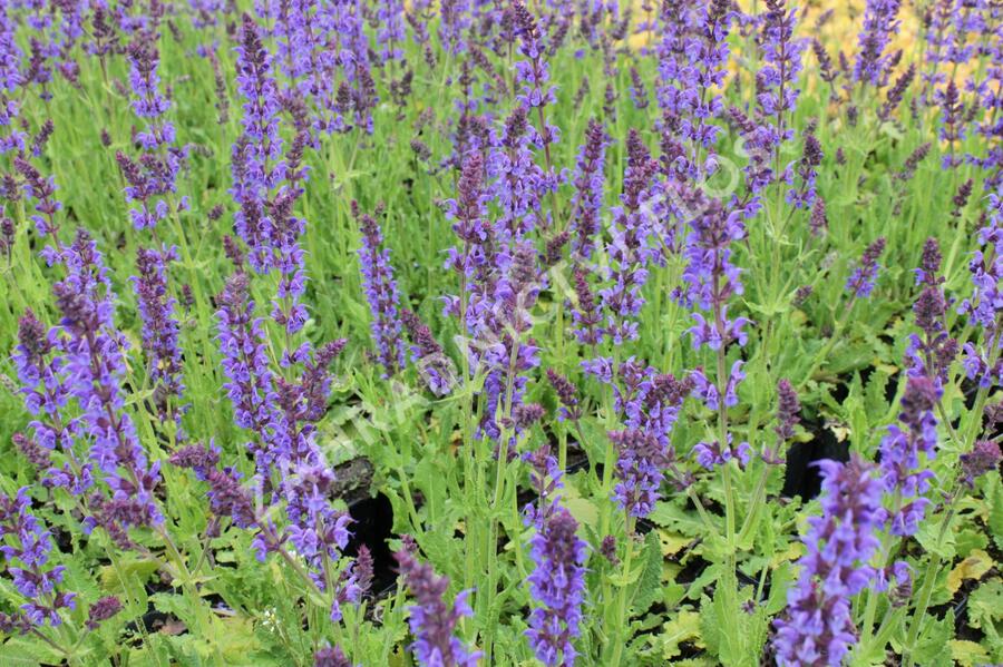 Šalvěj hajní 'Mainacht' - Salvia nemorosa 'Mainacht'