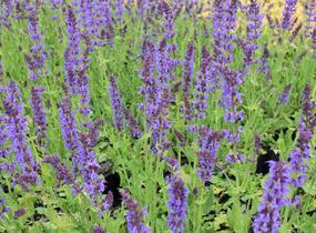 Šalvěj hajní 'Mainacht' - Salvia nemorosa 'Mainacht'