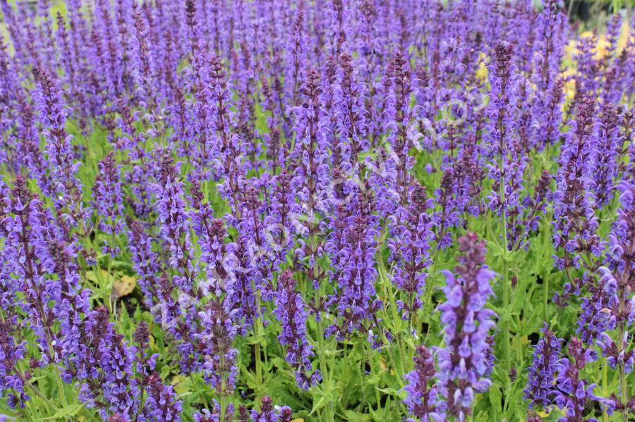 Šalvěj hajní 'Mainacht' - Salvia nemorosa 'Mainacht'