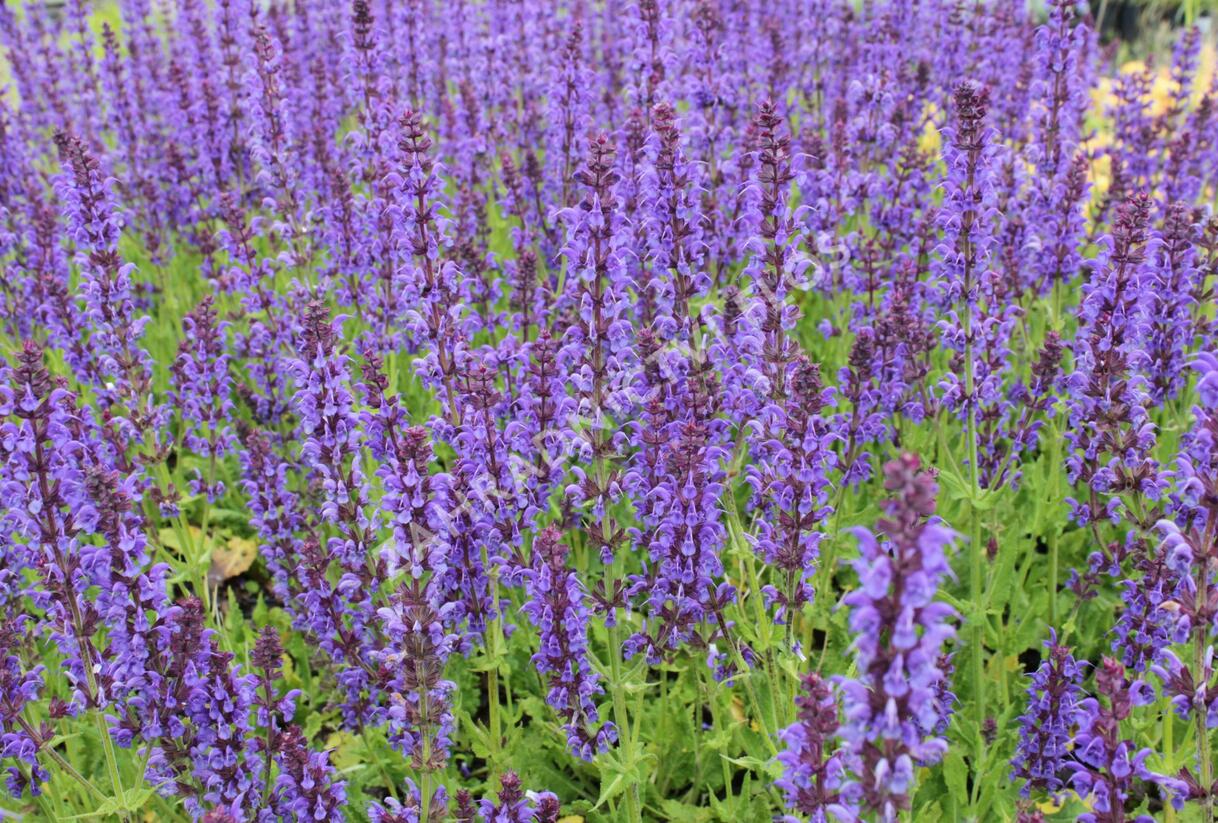 Šalvěj hajní 'Mainacht' - Salvia nemorosa 'Mainacht'